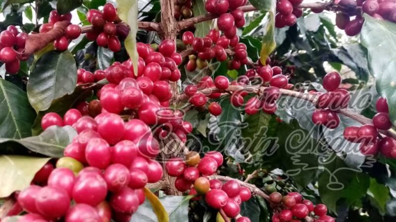 ADELANTAN COMPRAS DE CAFÉ EN HUATUSCO