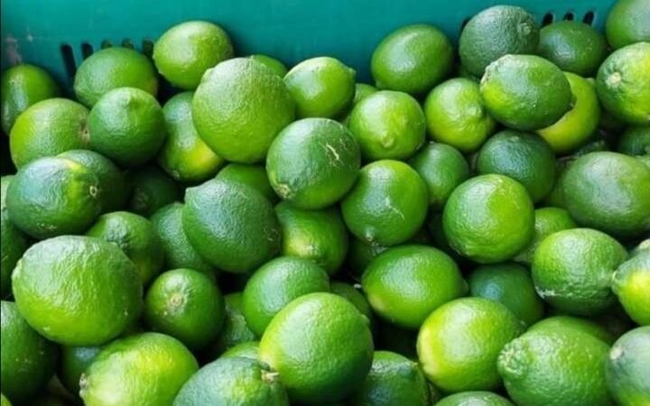 PRECIO DE LIMÓN PERSA, A LA BAJA