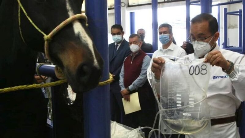 MÉXICO INICIA PRODUCCIÓN DE SUERO DE CABALLO PARA TRATAMIENTO CONTRA COVID-19