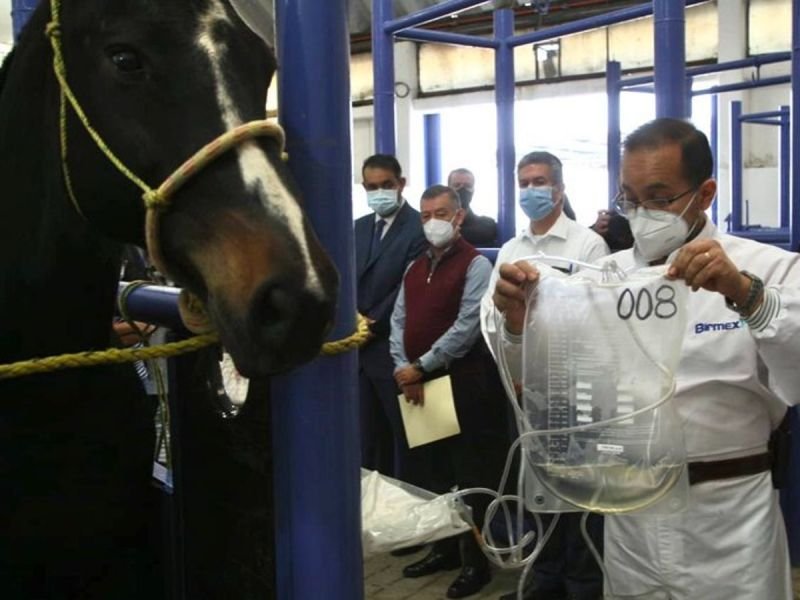 MÉXICO INICIA PRODUCCIÓN DE SUERO DE CABALLO PARA TRATAMIENTO CONTRA COVID-19