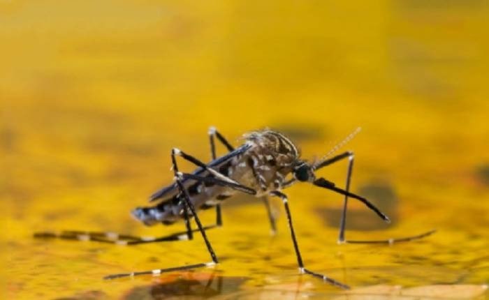 ALERTA POR BROTE DE FIEBRE AMARILLA EN VENEZUELA; LA OMS LLAMA A VACUNARSE