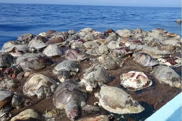REDES DE PESCA ILEGALES CAUSAN MUERTE DE 300 TORTUGAS MARINAS