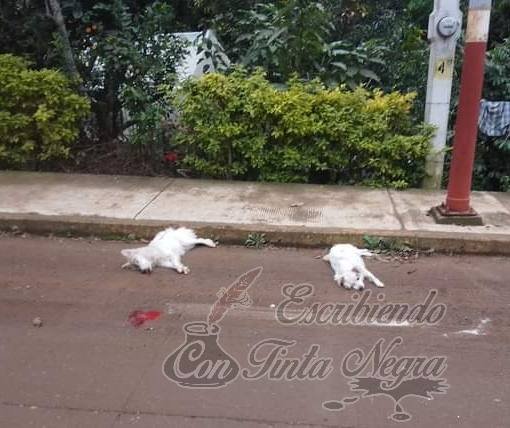 VELILLERO MATA A DOS PERROS A PROPÓSITO