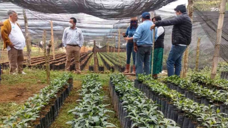 VINCULAN A “TODO CAFÉ” CON EL CONSEJO MEXICANO DE CAFÉS EXTRAORDINARIOS