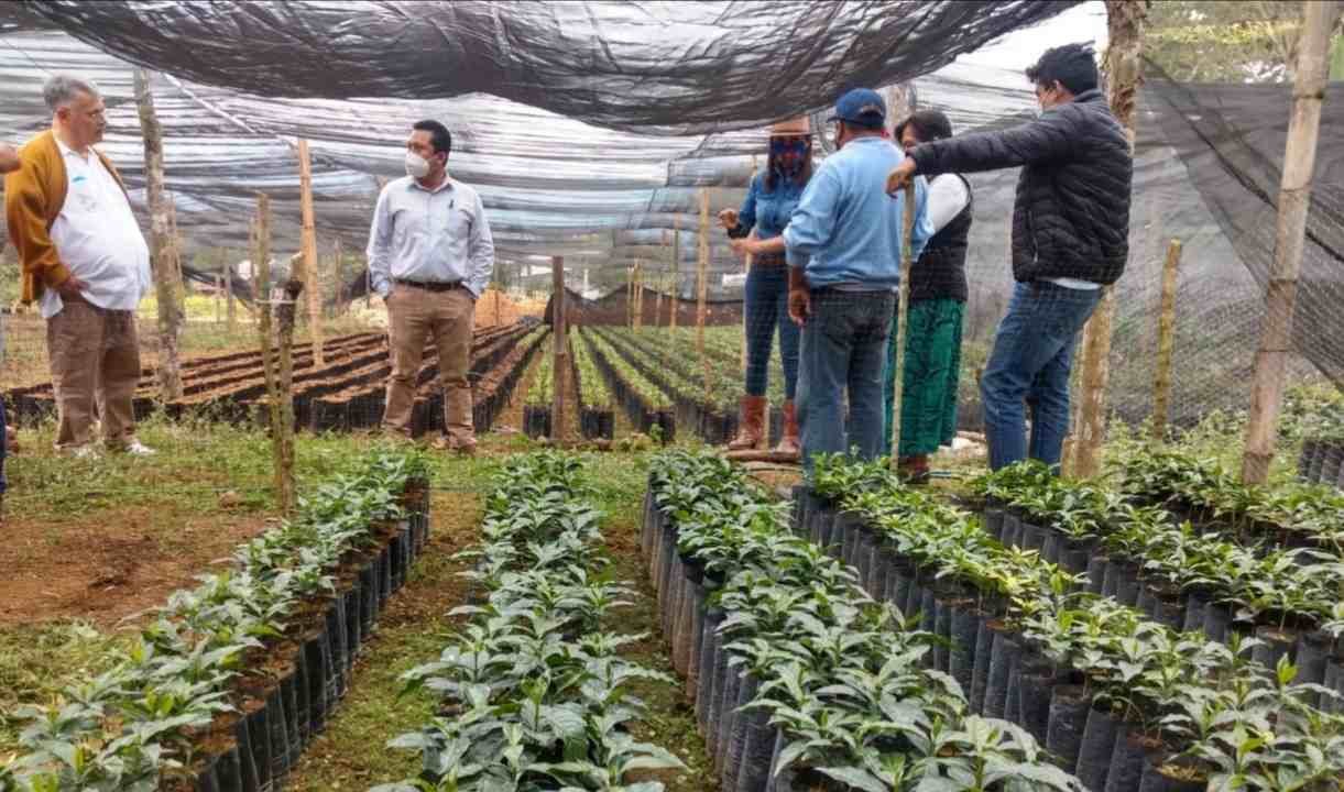 VINCULAN A “TODO CAFÉ” CON EL CONSEJO MEXICANO DE CAFÉS EXTRAORDINARIOS