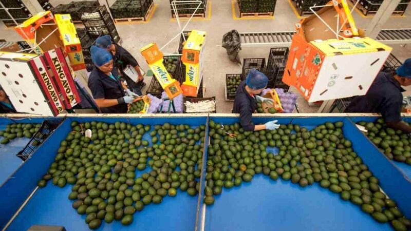MÉXICO BUSCA EXPORTAR EL AGUACATE DE JALISCO EN EU