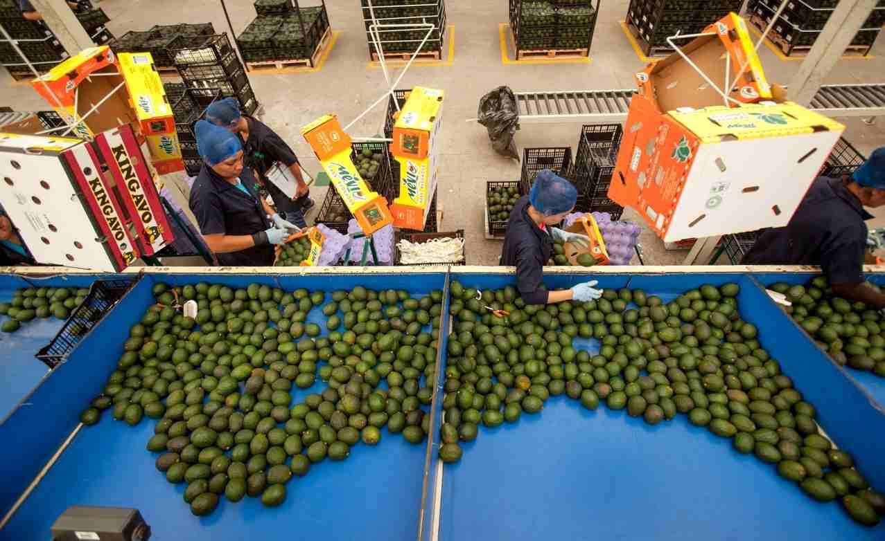 MÉXICO BUSCA EXPORTAR EL AGUACATE DE JALISCO EN EU