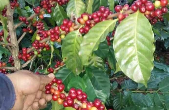 MEJORAN PAGOS A CORTADORES DE CAFÉ