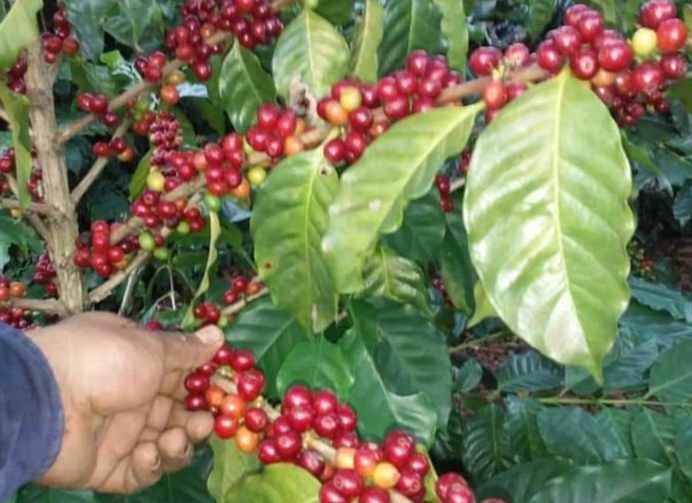 MEJORAN PAGOS A CORTADORES DE CAFÉ