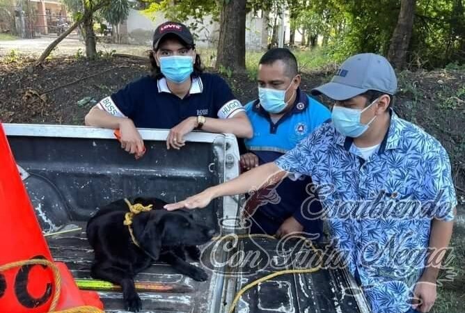 CUIDA LUGAR DONDE ATROPELLARON A SU DUEÑO