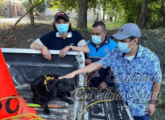 CUIDA LUGAR DONDE ATROPELLARON A SU DUEÑO