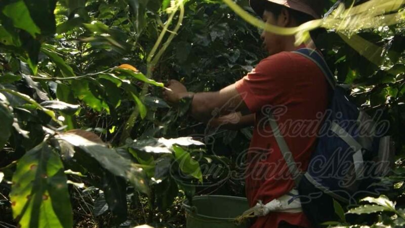 PAGAN HASTA $4 PESOS A CORTADORES EN ZONA DE HUATUSCO