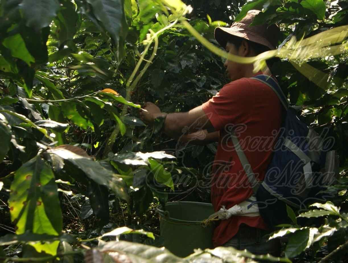 PAGAN HASTA $4 PESOS A CORTADORES EN ZONA DE HUATUSCO