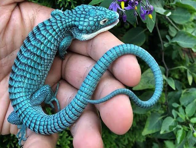 SE SUMA TRÁFICO DE ANIMALES A LA TALA EN EL PICO DE ORIZABA