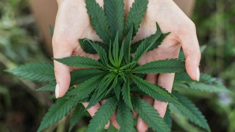 SERÁ PERMITIDA LA SIEMBRA, CULTIVO Y COSECHA DE MARIHUANA PARA USO INDUSTRIAL