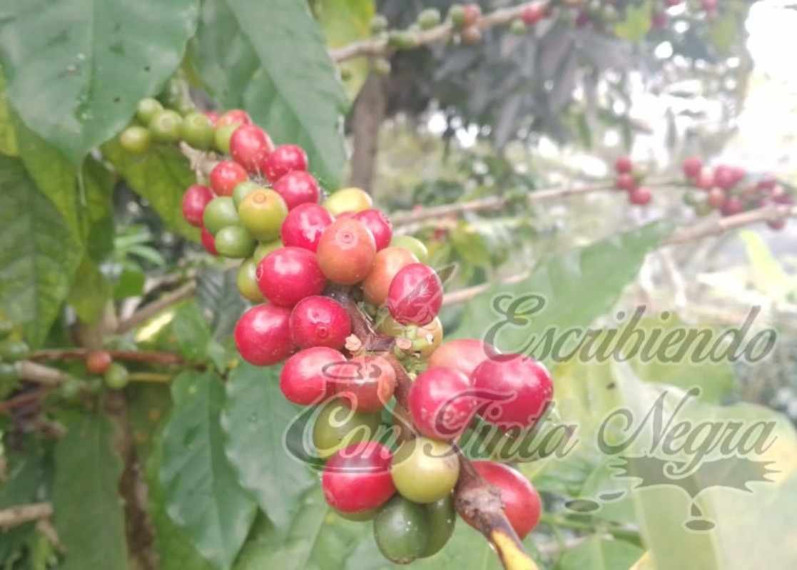 EXIGEN ALTO A ABUSOS DE “COYOTES”