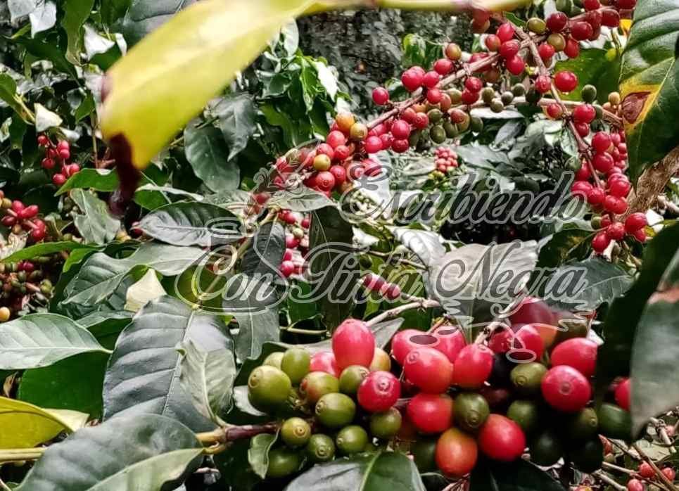 CAFÉ SE APROXIMA A LOS 20 PESOS