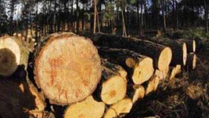 CAPTURAN A TALADORES