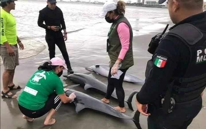 ENCALLAN DELFINES EN PLAYAS DE BOCA DEL RÍO