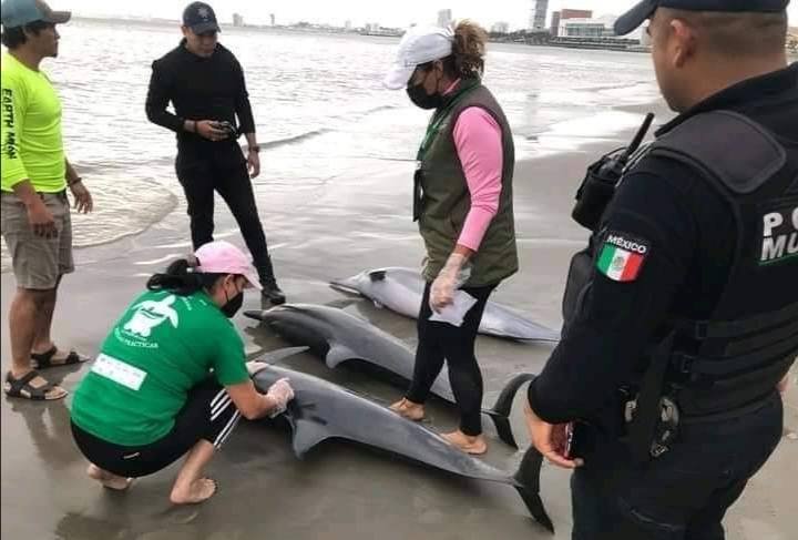ENCALLAN DELFINES EN PLAYAS DE BOCA DEL RÍO