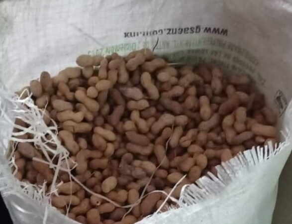 PRODUCCIÓN NACIONAL DE CACAHUATE SUPERARÁ LAS 100 MIL TONELADAS