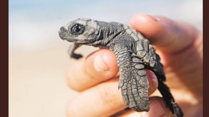 BUSCAN PROTEGER A LA TORTUGA MARINA