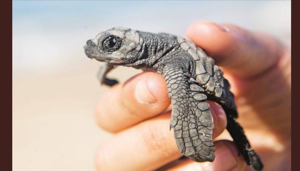 BUSCAN PROTEGER A LA TORTUGA MARINA