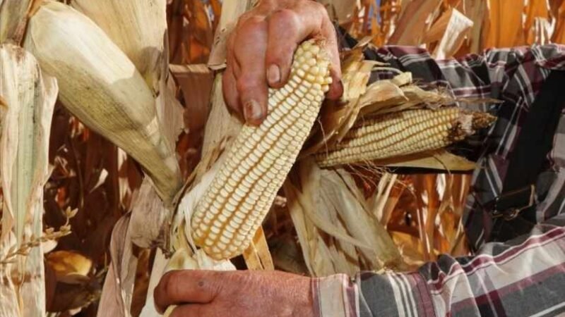 BUSCA GOBIERNO CAPTAR MÁS MAÍZ Y FRIJOL PARA 2022