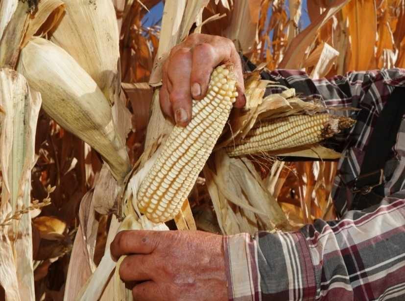 BUSCA GOBIERNO CAPTAR MÁS MAÍZ Y FRIJOL PARA 2022