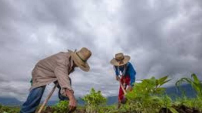 INVESTIGAN ALTERNATIVAS PARA AFRONTAR MODIFICACIONES EN CULTIVOS POR CAMBIO CLIMÁTICO