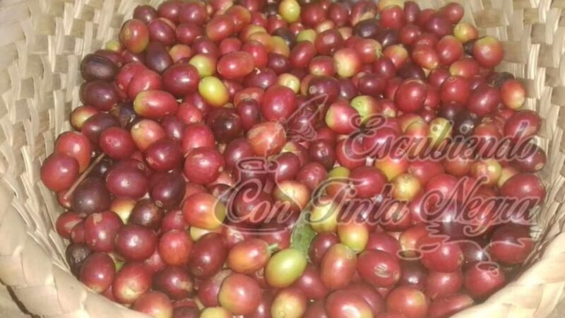 BENEFICIOS DE CAFÉ Y COMPRADORES “REVIENTAN” PRECIOS DE CAFÉ