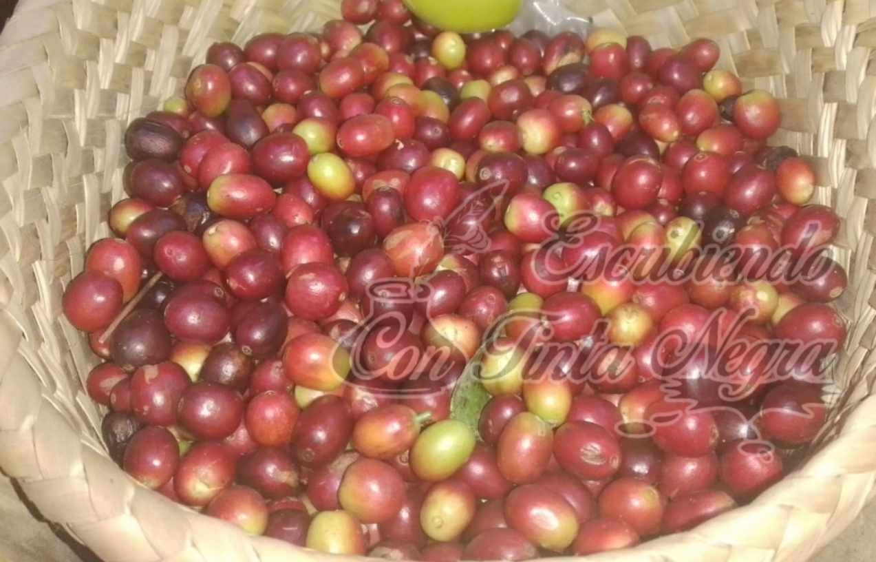 BENEFICIOS DE CAFÉ Y COMPRADORES “REVIENTAN” PRECIOS DE CAFÉ