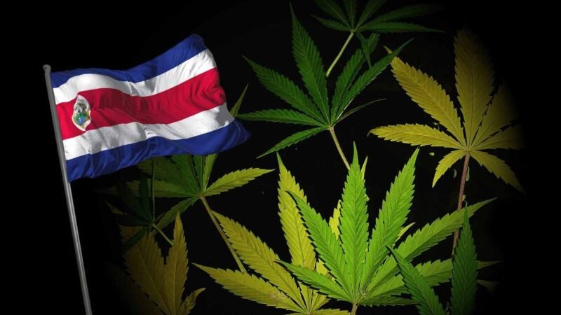 COSTA RICA LEGALIZA EL USO DE LA MARIHUANA MEDICINAL Y EL CÁÑAMO