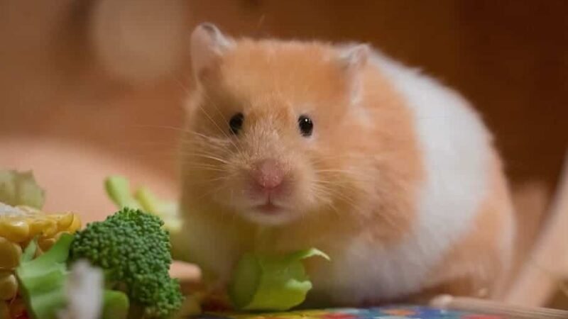 HONG KONG INVESTIGA CONTAGIO DE COVID-19 POR HÁMSTERES