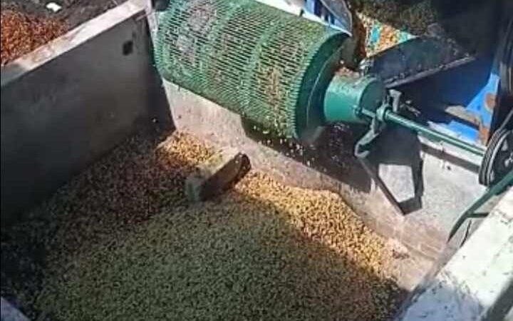 CAFETICULTORES EMPIEZAN A MAQUILAR SU CAFÉ