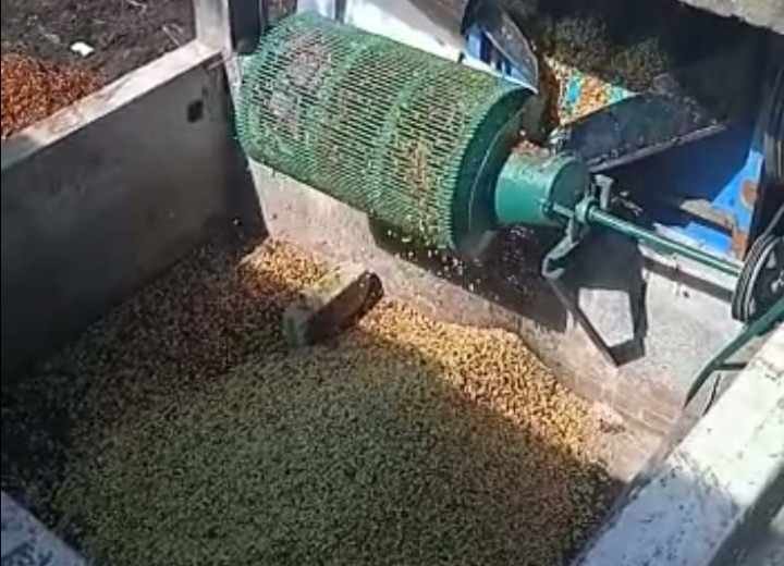 CAFETICULTORES EMPIEZAN A MAQUILAR SU CAFÉ