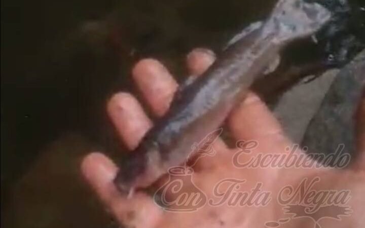 PROCURADURÍA DEL MEDIO AMBIENTE INVESTIGARÁ CONTAMINACIÓN EN RÍO DE DOS PUENTES