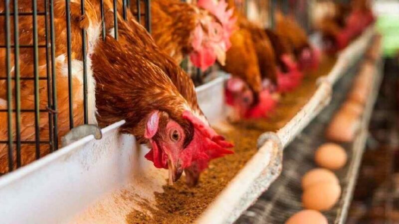 TRAS BROTE AVIAR, MÉXICO RESTRINGIRÁ ENTRADA DE PRODUCTOS AVÍCOLAS PROVENIENTES DE INDIANA, EEUU,