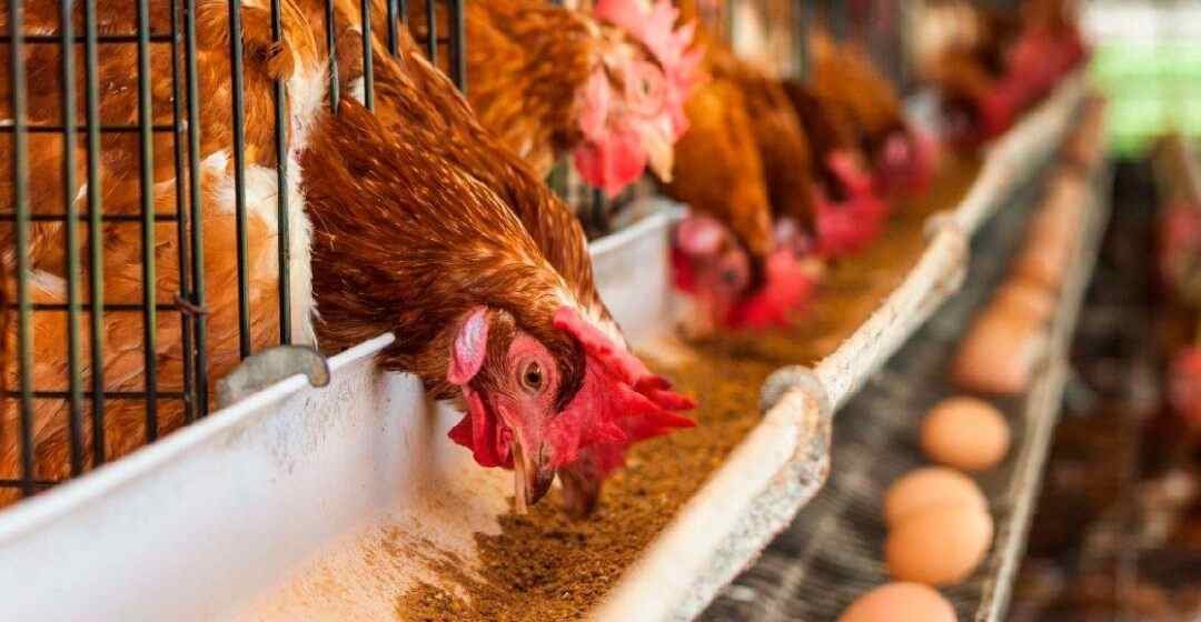 TRAS BROTE AVIAR, MÉXICO RESTRINGIRÁ ENTRADA DE PRODUCTOS AVÍCOLAS PROVENIENTES DE INDIANA, EEUU,