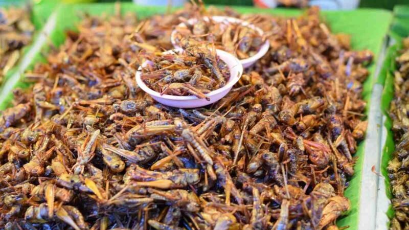 BRUSELAS AUTORIZA LA COMERCIALIZACIÓN DEL GRILLO COMO ALIMENTO DENTRO DE LA UE