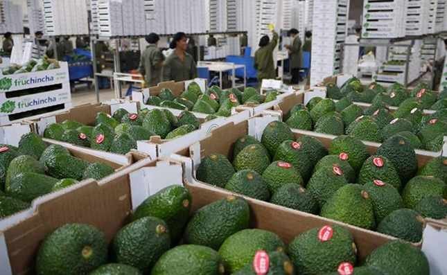 EU SUSPENDE IMPORTACIONES DE AGUACATE POR SUPUESTAS AMENAZAS EN MICHOACÁN