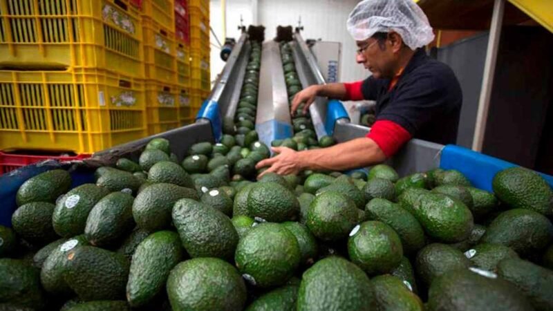 GOBIERNO FEDERAL GARANTIZA REFORZAR LAS MEDIDAS NECESARIAS PARA REACTIVAR EXPORTACIÓN DE AGUACATE A EU