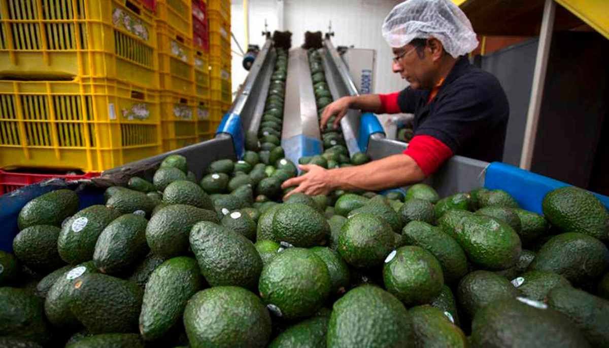 GOBIERNO FEDERAL GARANTIZA REFORZAR LAS MEDIDAS NECESARIAS PARA REACTIVAR EXPORTACIÓN DE AGUACATE A EU