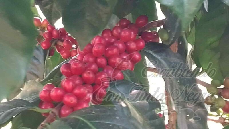 COSECHA DE CAFÉ ENTRA EN LA RECTA FINAL