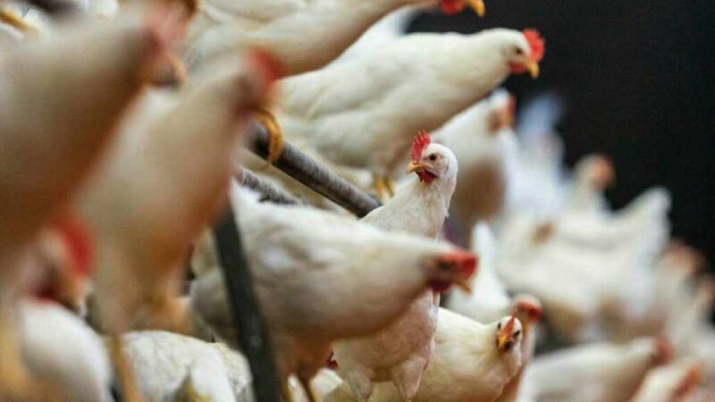 CONTRABANDO AVÍCOLA DE MÉXICO Y BELICE PONE EN RIESGO SALUD DE GUATEMALTECOS