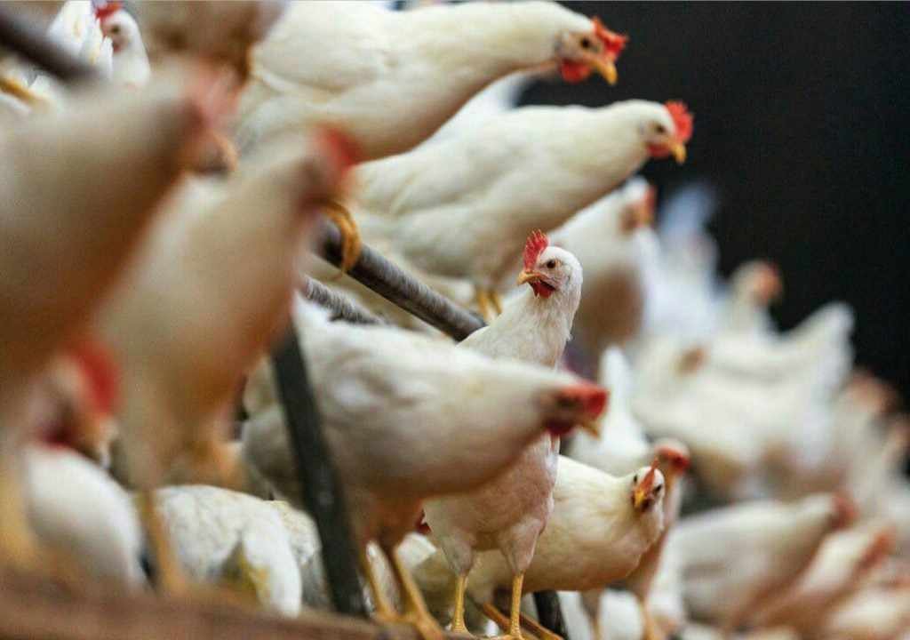 CONTRABANDO AVÍCOLA DE MÉXICO Y BELICE PONE EN RIESGO SALUD DE GUATEMALTECOS