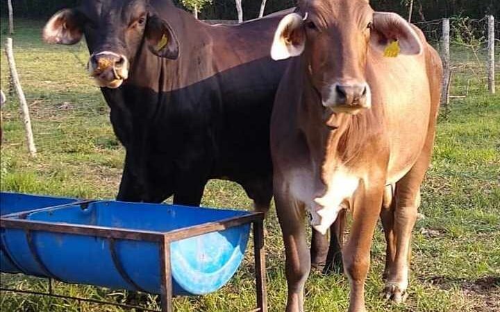 ABANDONÓ GOBIERNO A LOS GANADEROS