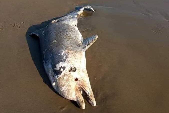 ENCUENTRAN A DELFÍN SIN VIDA