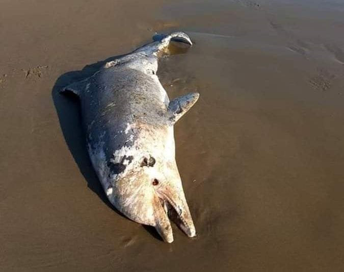 ENCUENTRAN A DELFÍN SIN VIDA