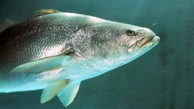 MÉXICO OBTIENE APROBACIÓN PARA COMERCIAR LA TOTOABA A NIVEL INTERNACIONAL